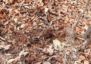 营养土和正常土该怎么放置