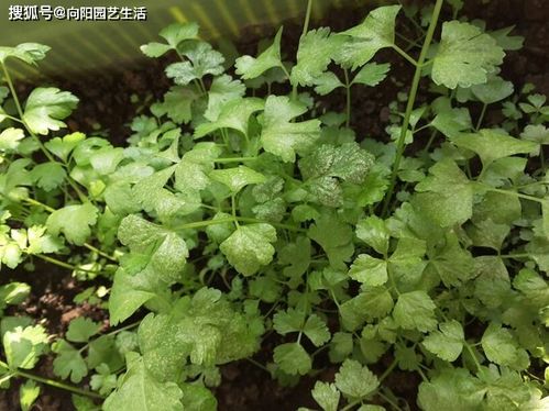 阳台种菜问题多,不发芽,长的慢,从 土 做起,保你收获满满
