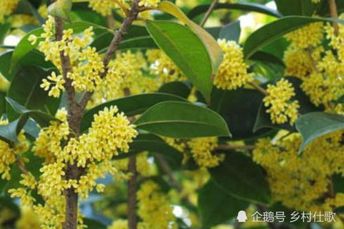 桂花树的价格多少钱一棵