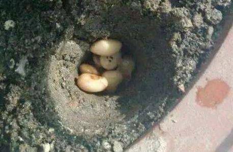 花盆里的土结块怎么办
