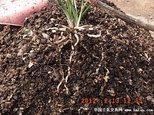 羊粪怎么发酵做成花肥料 