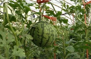 夏天常吃这6种瓜的人,身体都不会太差