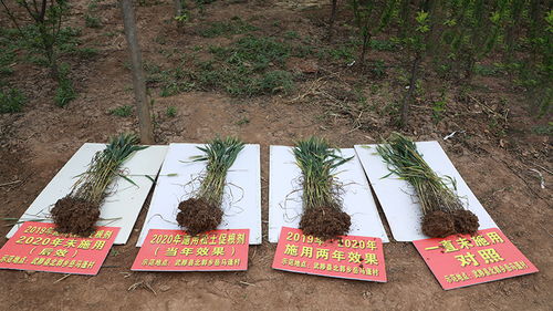 土壤改良有新法儿,松土促根土壤改良技术,助力构建健康疏松耕层