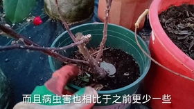 种月季一定要用营养土吗 知道配置原则,自己就能配置盆土