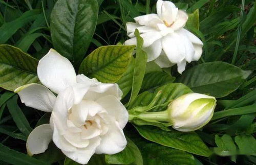 从永元 栀子花开时