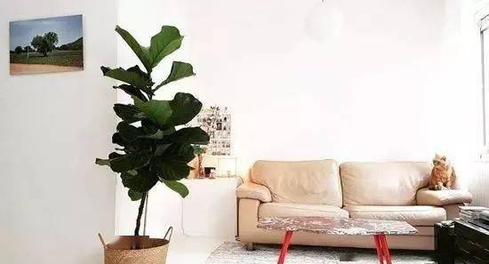 5种 颜值高 的绿色植物,家里养上几盆,增添绿意 清新养眼