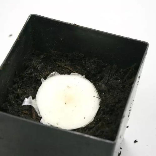 还在浪费钱买蔬菜吃吗 这几种蔬菜买一次够吃大半年 