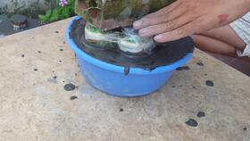 如何在水泥花盆上涂颜色