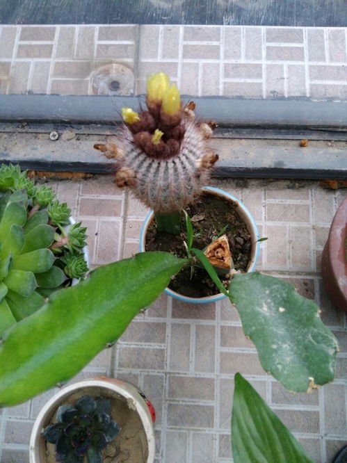 家中的仙人球开花,仙人掌又长得快 有什么寓意吗