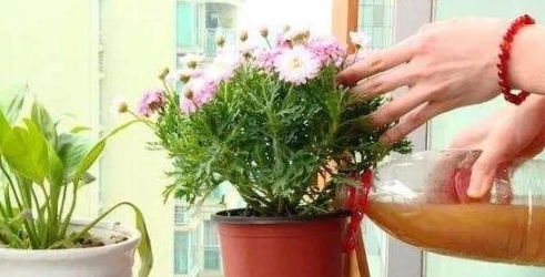 养花怕黄叶烂根 家中常备2种药剂,浇花加点,经济实用效果好
