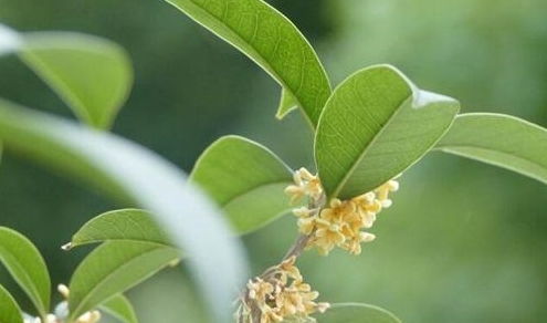桂花树盆栽的养殖方法和注意事项