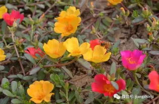 太阳花的养殖方法和注意事项 性喜温暖,阳光充足的环境 
