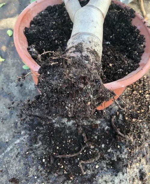 5种花最怕乱浇水,浇错了就烂,浇得越多,死得越快 花友 