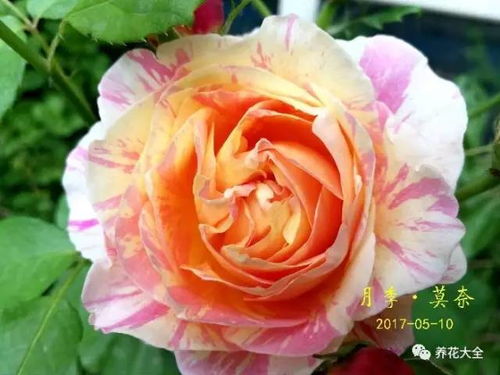 花期最长最好养的月季花