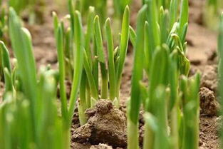 韭菜夏秋季种植注意事项 韭菜种植实用技术 