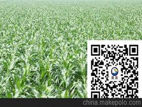 苗后除草剂效果图价格 苗后除草剂效果图批发 苗后除草剂效果图厂家 