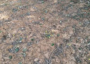 地没劲,根系弱,病害多 土壤障害治理对策