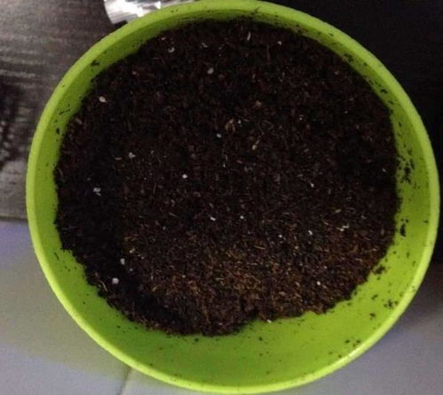 还在买养植物的营养土 教你两招配营养土,省钱又好用