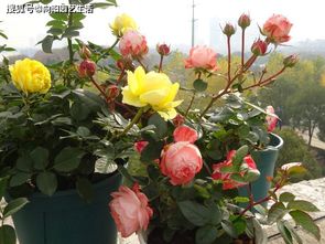 月季花有什么不吉利