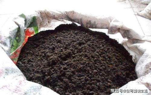 路边挖来的腐叶土,这样去 处理 ,不生虫 不烂根,养啥啥旺 土壤 