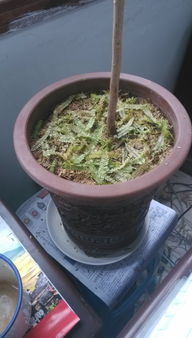 花盆一浇水就漏下去不存水