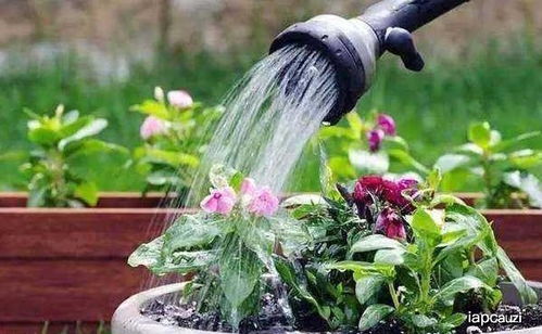 炎热的季节,捡些园土,翻炒30分钟养花草,花土保湿不易板结