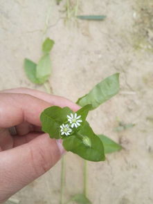 小麦地里的草,这是什么草 用什么除草药
