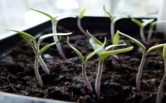 自制种花营养土怎么配置