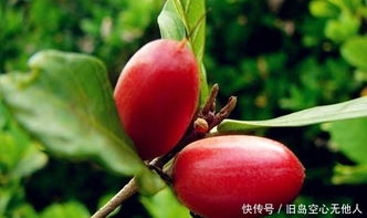 神秘果只开花不结果,原来是因为 这3点 ,早知道早解决 