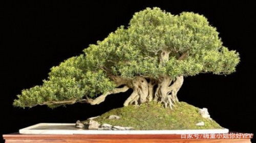 九里香为什么不开花,四个步骤教你解决