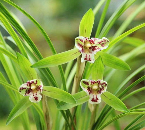 兰花植料要不要掺土