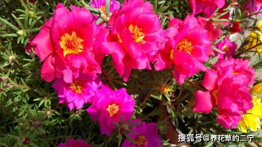 养太阳花,土里加1物,花朵多又大,都把花茎压断了