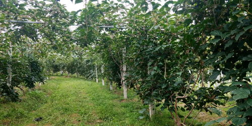 他种的这颗网红果,吃1颗抵50个苹果 刷爆ins,却没人知道它竟是国货