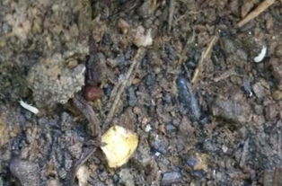 花土里密密麻麻小白虫子是啥虫