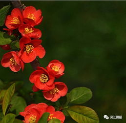 这有一份关于吴江春日赏花的攻略,拿走,不谢 