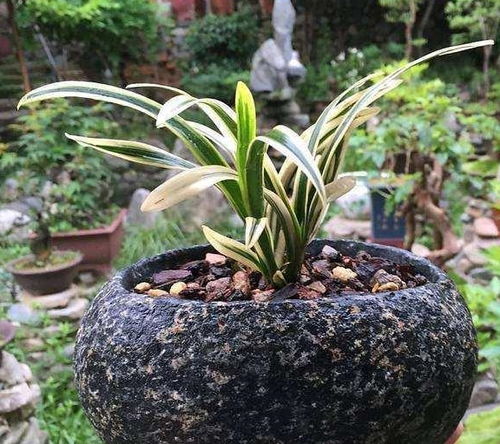 营养土养兰花的方法