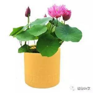 一个碗一盆水,种 碗莲 漂亮又好养,为什么不告诉我 