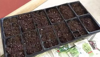 DIY播种专用土,让植物的种子发芽率增加几倍