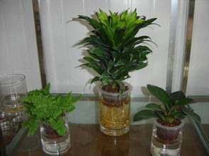 水培植物营养液的配制