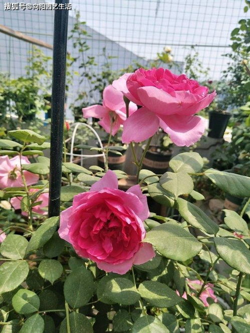 如何自制月季花土