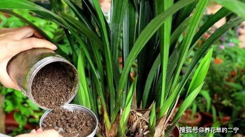 种花适合使用羊粪还是牛粪
