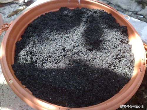 这三种简单的方法都可以轻松给盆栽土壤消毒,旧土也能重新利用