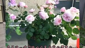 月季盆栽配土
