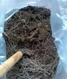 盆里掺点它,花呼呼长猛窜个,20年不用施肥了