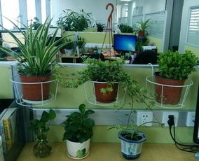 窗台加宽放花盆简易方法