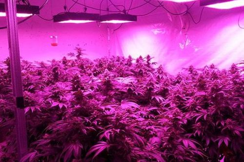 LED植物生长灯红光和蓝光都有什么作用啊 求解 