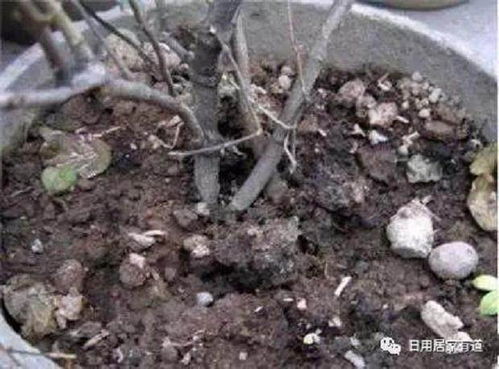 浇水后土成了泥浆