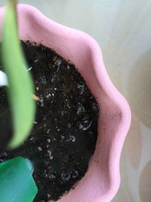 花盆土里有小白虫子一浇水就出来