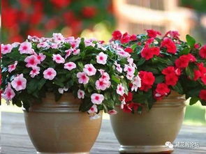 什么花一年四季都开花？而且又好养活？