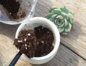 花盆土壤消毒最快方法